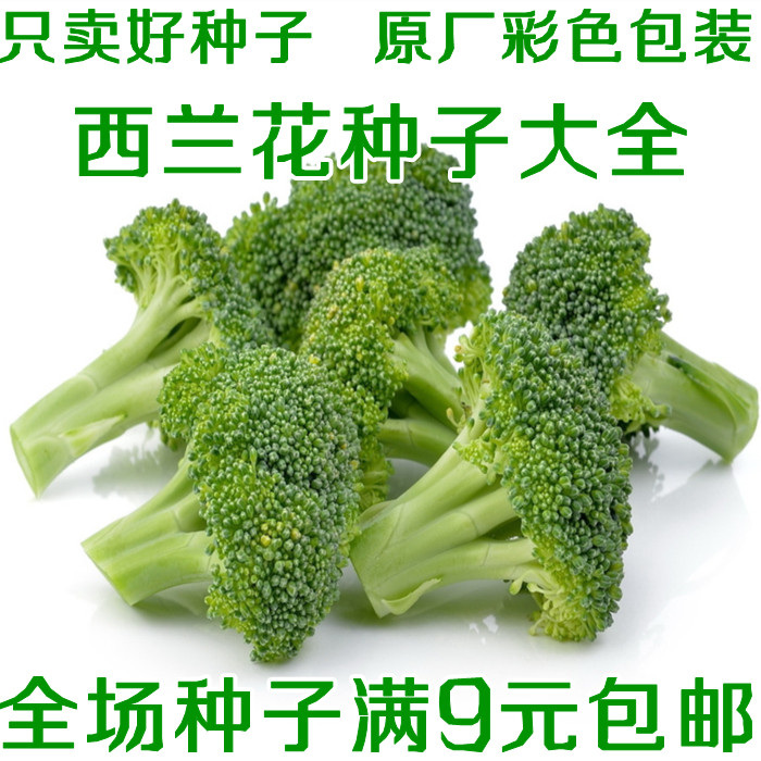 四季蔬菜种子绿霸王西兰花蔬果种子花椰菜种子王菜花绿花菜紫甘蓝在类目 鲜花速递/花卉仿真/绿植园艺, 花卉/蔬果/草坪种子(新), 家庭园艺种子中 - 来自Buy2taobao.com提供专业的淘宝代购服务