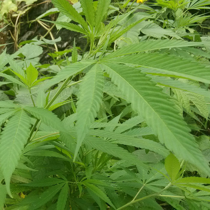 广西巴马麻叶 晒干叶子 野生植物火麻叶 山里火麻叶