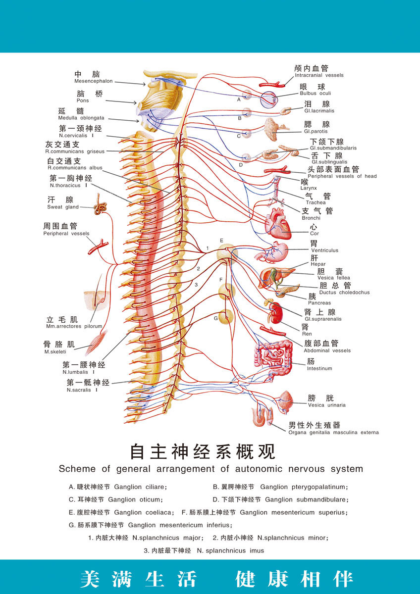 海报印制展板写真喷绘贴纸医院人体科室自主写真
