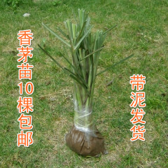 泰国冬阴功汤料 新鲜香茅草苗 柠檬草种苗 18元/10棵