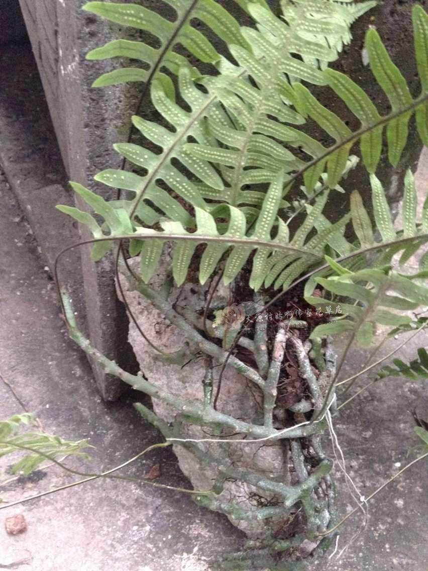 新鲜中草药材可做盘景 白毛岩蚕阴石蕨地蜈蚣石蚕石奇花异草