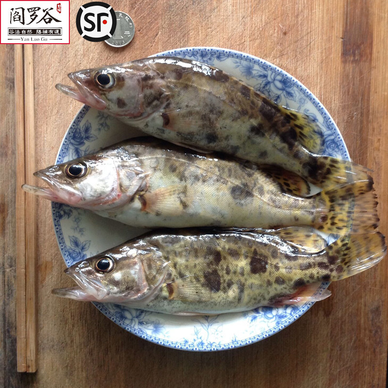 【阎罗谷 _野生鳜鱼】江河野生新鲜鳜鱼 桂鱼 现捕现发