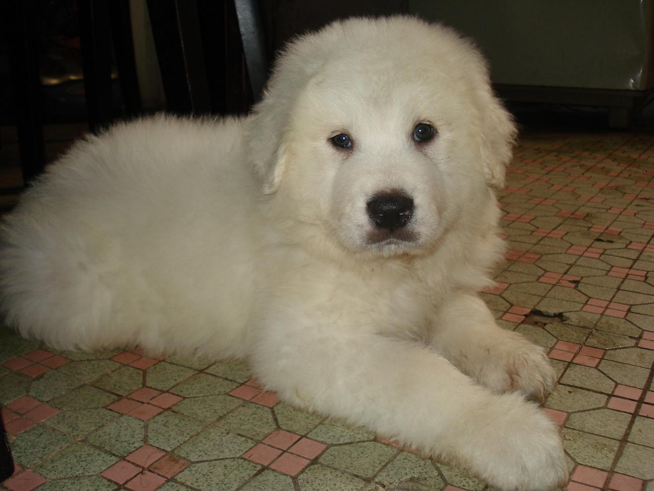 白熊大白纯种大骨量大幼犬狗狗熊宝宝支持支付宝狗狗