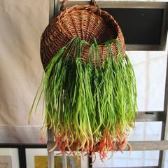 龙须草植物墙装饰塑料花仿真花绢花 假花 仿真花仿真植物墙花