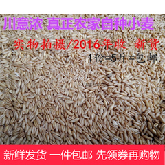 四川农村2016农家自种/小麦种子/榨汁营养小麦种榨汁/发芽率高