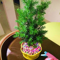 红豆杉绿植盆景客厅办公桌室内防辐射吸甲醛绿色花草植物花卉盆栽