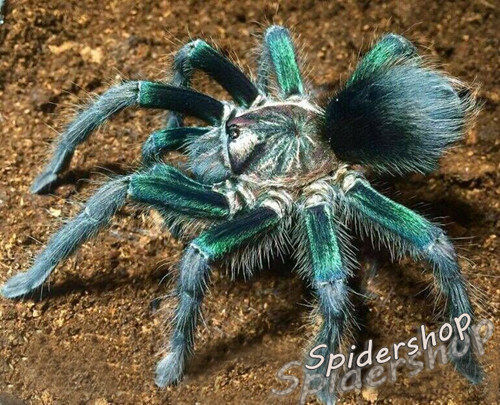 包邮现货2-3cm海地咖啡食鸟绿海地绿色种原谅色海地小宠物蜘蛛