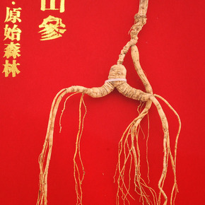 吉林融泽参茸拍卖会野山参专场_珍品拍卖 - 拍卖专场 - 阿里拍卖