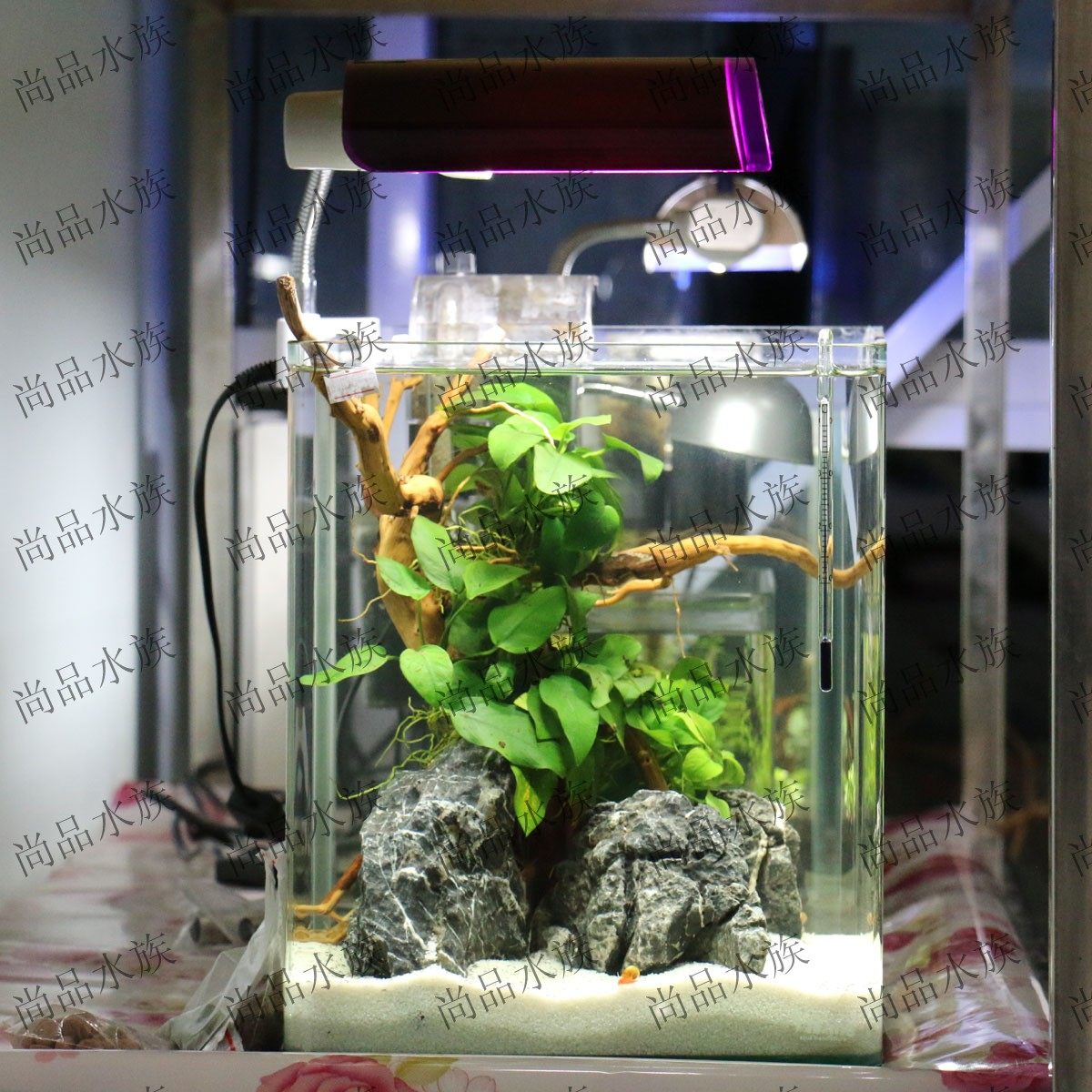 【尚品水族】鱼缸虾缸造景水草缸造景生态25*25*30厘米亿鼎缸