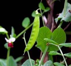 荷兰豆 瓜果蔬菜种子 阳台大田 家庭盆栽种菜 菜种菜籽