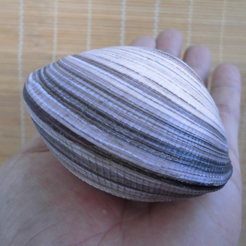 天然海螺贝壳双壳巨鸟贝 蓝鸟贝 大蚌壳 大蛤珍珠贝 家居收藏摆件