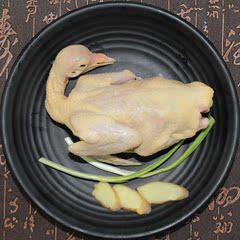 农家散养土鸽子3只新鲜现杀鸽子肉顺丰包邮