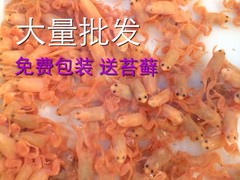 活体小金蛙宠物活体饲料金蛙活体龙鱼饲料龟饲料(包存活率）