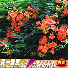 【带芽大百合】香水百合花苗郁金香绿植盆栽花卉植物玫瑰蔷薇牡丹