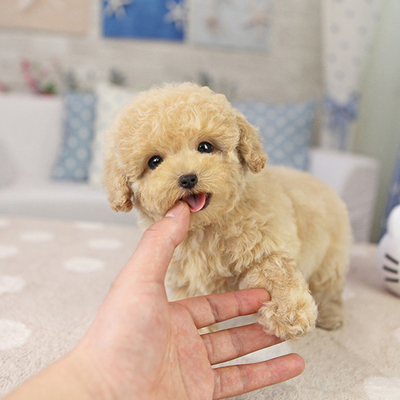 韩国进口 杏色茶杯体泰迪犬 n23