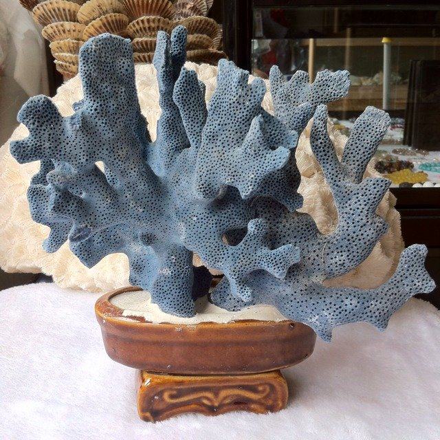 包邮蓝珊瑚家居摆件海礁石盆景鱼缸装饰造景道具天然贝壳海螺