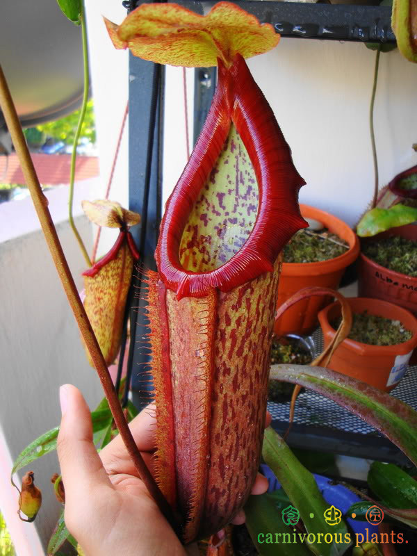 食虫植物-米兰达猪笼草【笼子可以长得很大哦!】