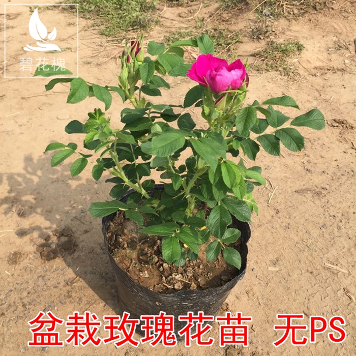 玫瑰花苗 品种大花月季花卉绿植盆栽玫瑰花苗四季开花庭院4年苗产品展示图4