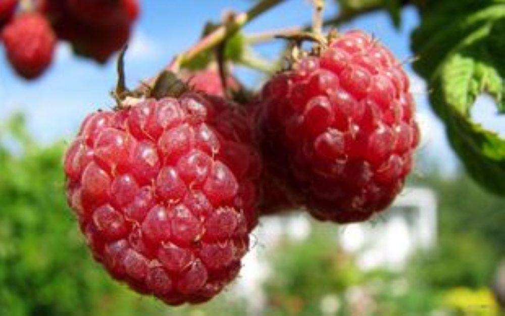 红树莓 双季红树梅苗丰秋波尔卡秋萍町康上海花花公子威海店4皇冠