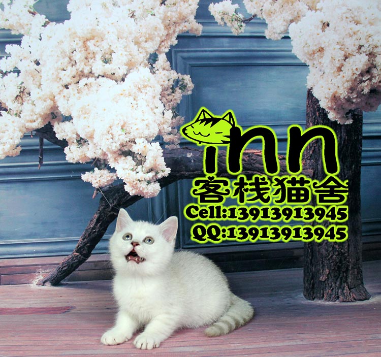 白猫 银色渐层英国短毛猫 银渐层英短 大脸猫咪 客栈猫舍南京猫店在类目 宠物/宠物食品及用品, 猫咪中 - 来自Buy2taobao.com提供专业的淘宝代购服务