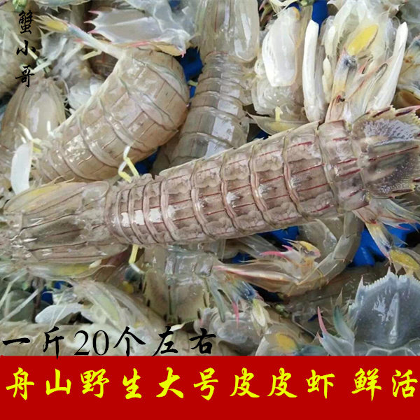皮皮虾鲜活_舟山野生琵耙虾海鲜新鲜皮皮虾鲜活虾姑富贵虾500克大号