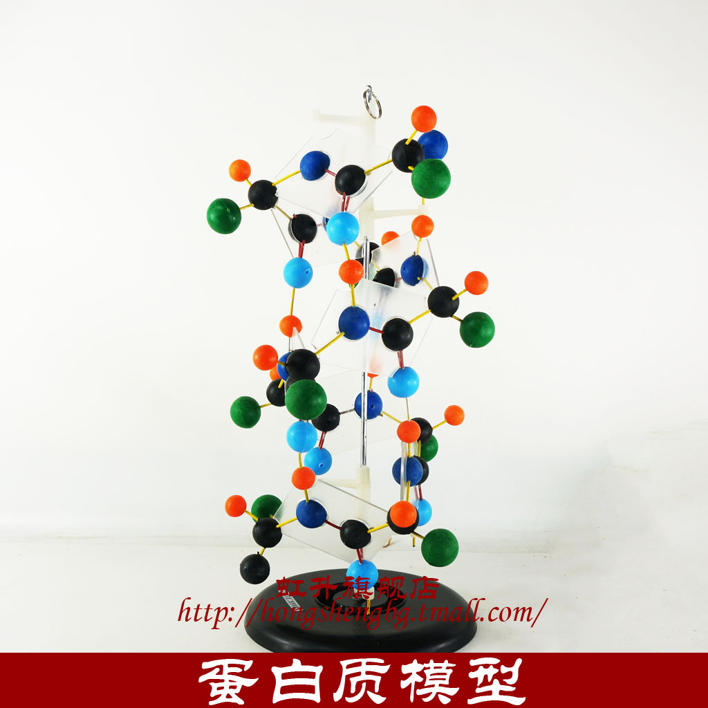模型蛋白质二级结构生物教学教学仪器球棍教学仪器