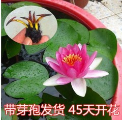 牡丹7年花苗 玫瑰室内桌面绿植盆栽当年开花花卉洛阳牡丹发货