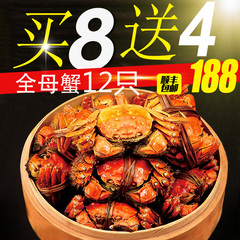 送4只全母蟹现货大闸蟹母蟹2.9-2.6两8只鲜活母螃蟹礼盒装