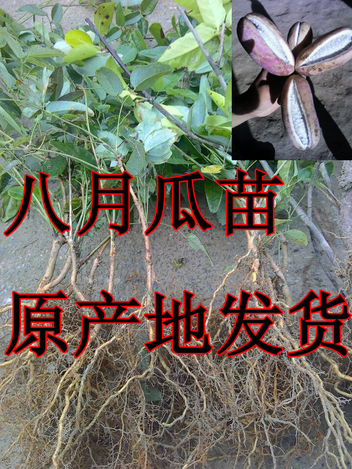 野生水果树苗牛卵坨树苗黄蜡瓜苗九月瓜树苗盆栽地栽苗黄金蕉种苗