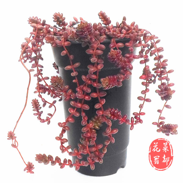多肉植物 珊瑚珠 悬崖老桩大盆 一物一拍 双11特价