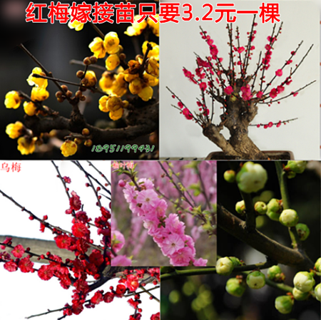 红梅苗 高档盆栽榆叶梅花苗 乌梅 绿梅桩 腊梅树桩盆景