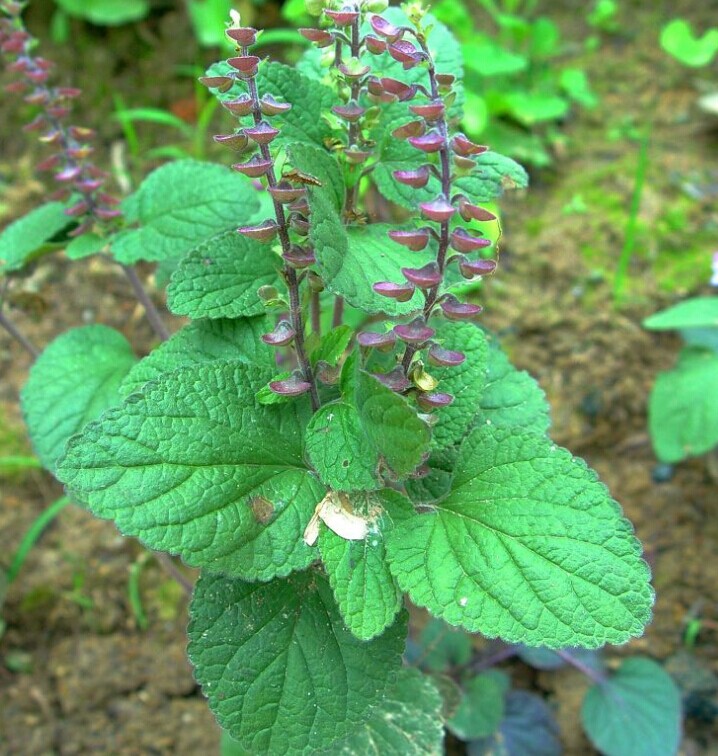 中草药韩信草 耳挖草 大力草 小店出售各种药材草药干品500克