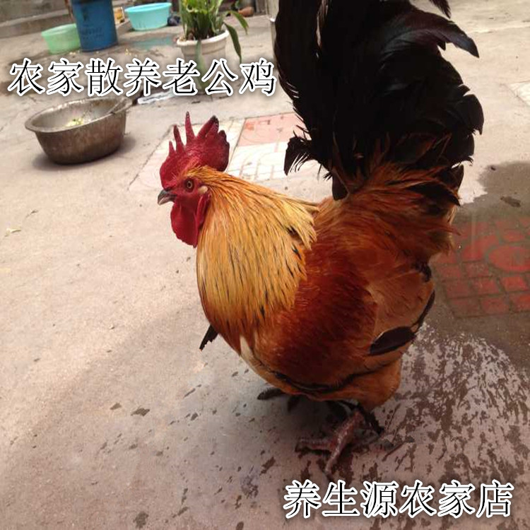 Orthodox school New products Farm Backyard Three years about cock Free range chicken Chicken Pension Stocking cock Jiangsuin the Aquatic meat/Fresh fruits and vegetables/Cooked , Raw meat/Meat , Chicken , Raw chicken category - from Buy2taobao.com to provide professional Taobao agent buy service
