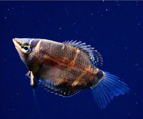 巧克力飞船热带鱼45cm鱼