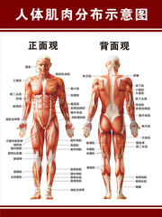 人体肌肉图解 人体肌肉结构解剖挂图示意图 人体器官解剖图海报