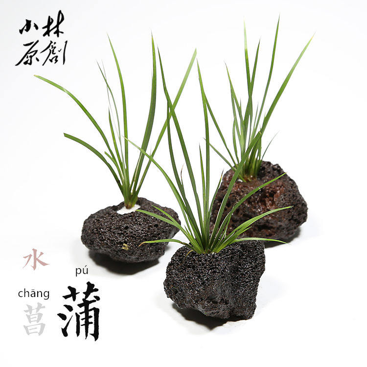 鱼缸造景水草水菖蒲半水全水下种植 阴性易养水草桌面植物