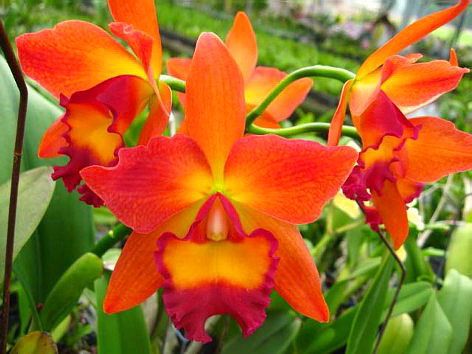 兰花-洋兰-卡特兰-blc.chief sweet orange x self 甜橘子 浓香