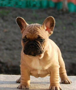 红牛法斗品相好进口 赛级精品纯种欧系法牛幼犬法国斗牛犬狗狗欧版