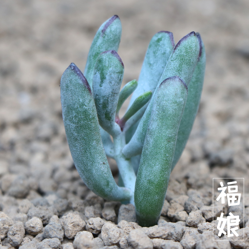 近花缘 多肉植物 福娘 又名丁氏轮 花卉绿植多肉小盆栽盆景植物产品展示图1