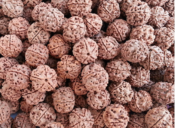金刚菩提子原籽批发