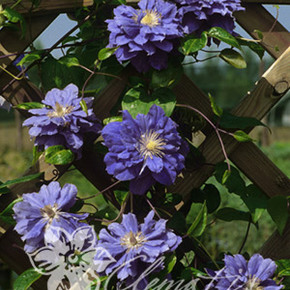 卡娜娃kiritekanawa铁线莲,顶级品种,3年特惠!