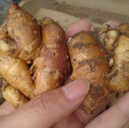 琼西老林的优惠券大全—海南新鲜食用农产品生沙姜山柰 三萘子 白切鸡