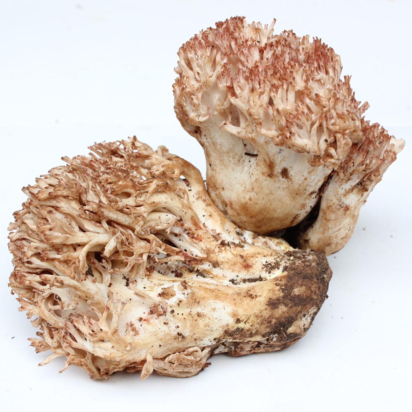 新鲜云南蘑菇扫把500g珊瑚野生特产新鲜松茸