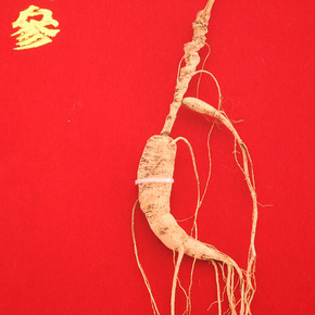 吉林融泽参茸拍卖会野山参专场_珍品拍卖 - 拍卖专场 - 阿里拍卖