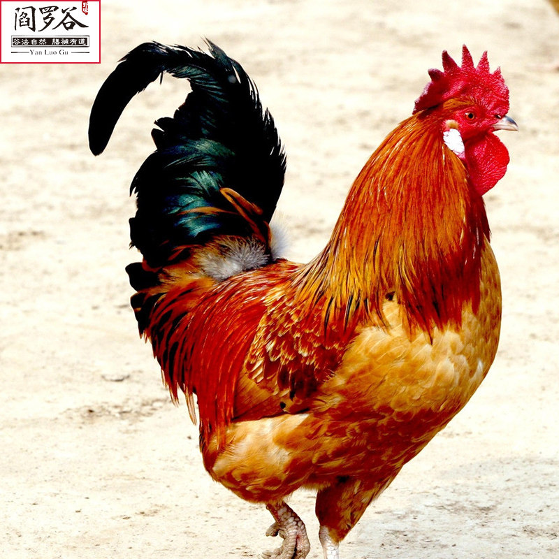 【阎罗谷 _老公鸡】农家自养土鸡大公鸡新鲜鸡肉 顺丰 高价品牌