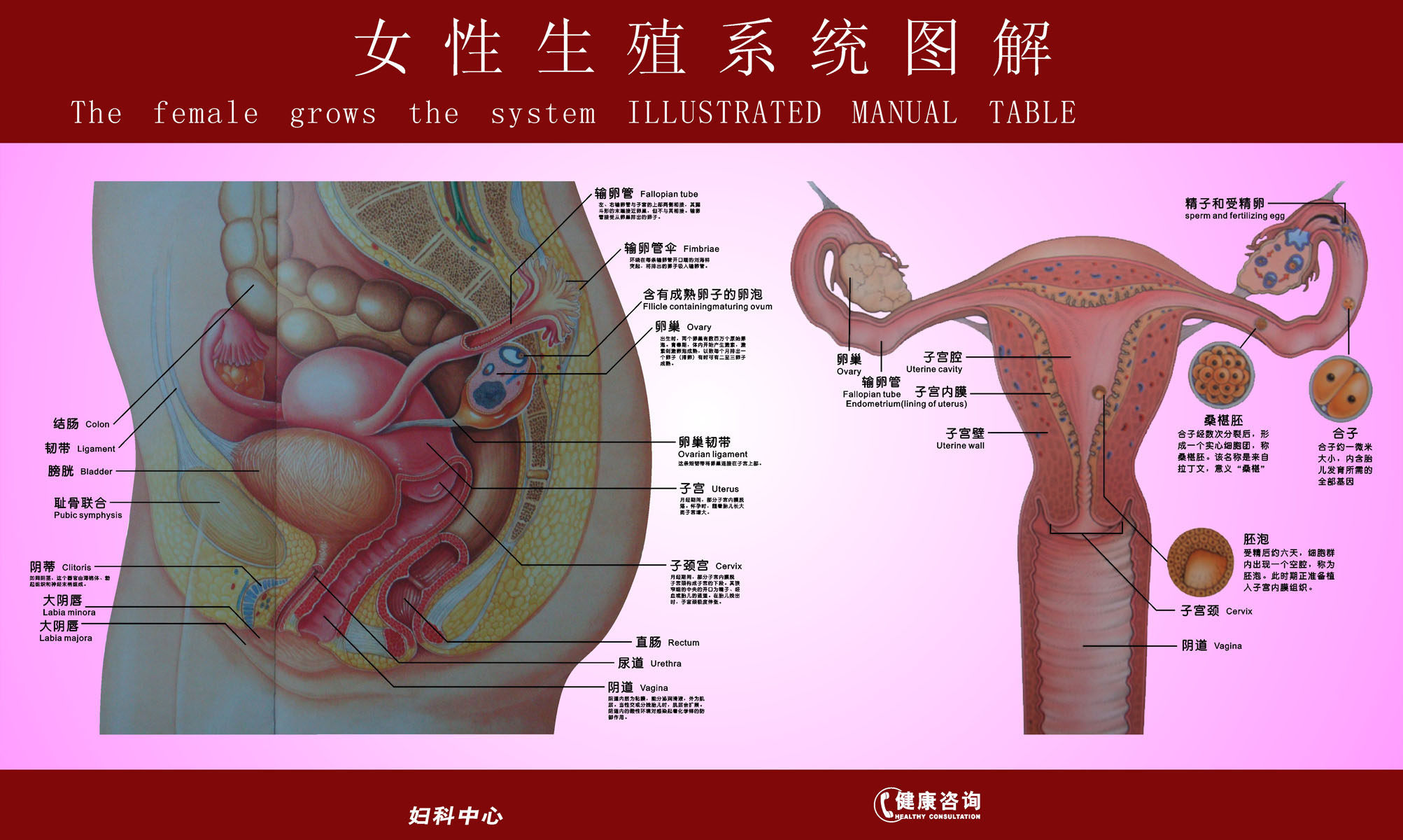 海报印制写真展板素材女性生殖系统图解写真