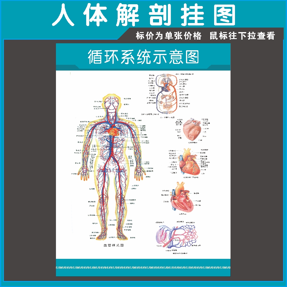 医用挂图人体血液循环系统解剖挂图人体特效穴位图