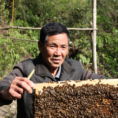 七旬养蜂老人的梦想：拯救中国土蜂 古法养蜂传承 深山百花土蜂蜜