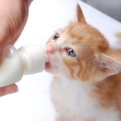 狗狗奶瓶猫奶瓶泰迪金毛幼犬幼猫奶瓶新生超小奶嘴兔子宠物喂奶器