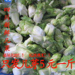 四川农家自种有机抱子芥菜芽芽菜超生菜背儿菜抱儿菜娃娃菜母子菜